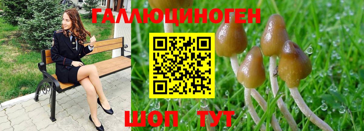 Псилоцибиновые грибы Psilocybine cubensis Богородицк